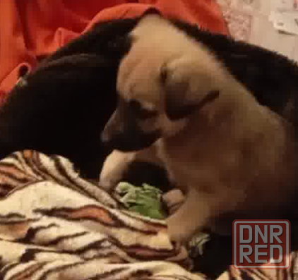 Щенок ищет дом щенки в добрые руки Донецк - изображение 1