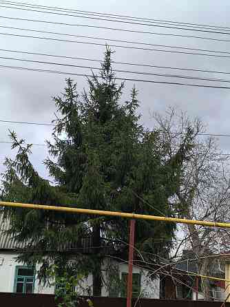 Ёлка на новый год Донецк