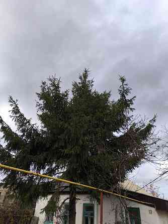 Ёлка на новый год Донецк