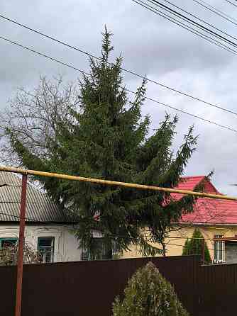 Ёлка на новый год Донецк