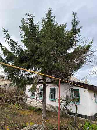 Ёлка на новый год Донецк