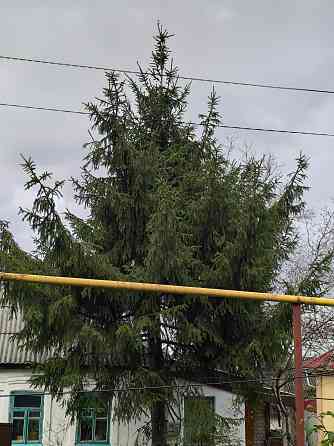 Ёлка на новый год Донецк