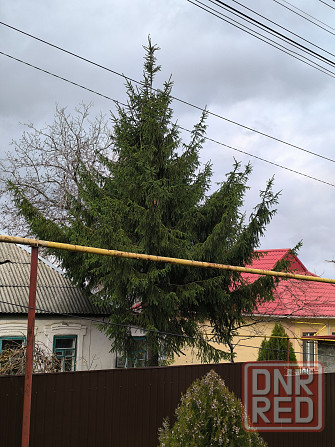 Ёлка на новый год Донецк - изображение 4