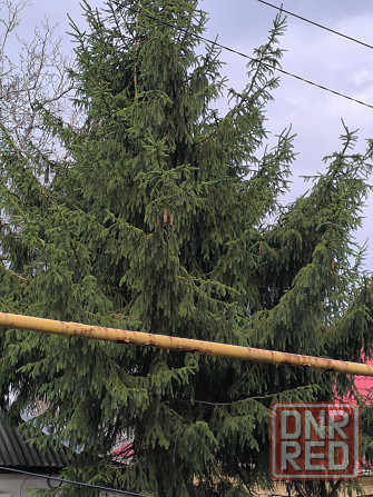 Ёлка на новый год Донецк - изображение 3