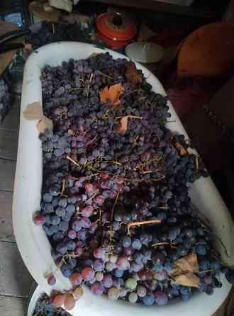 Виноград Лидия 50р/кг Донецк