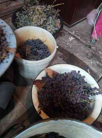 Виноград Лидия 50р/кг Донецк