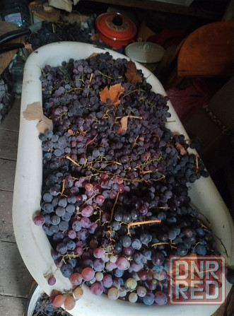 Виноград Лидия 50р/кг Донецк - изображение 1