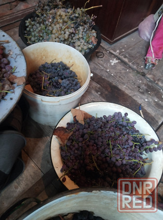 Виноград Лидия 50р/кг Донецк - изображение 2