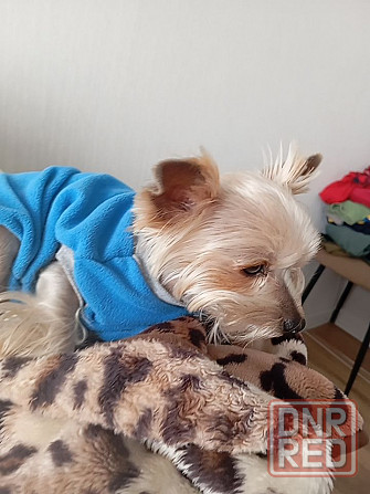 Куплю взрослого Йорка или шпица 2 000 Макеевка - изображение 1