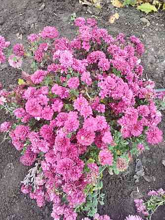 Хризантема мультифлора шаровидная Донецк