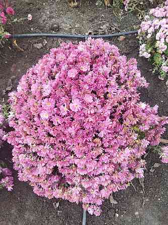 Хризантема мультифлора шаровидная Донецк