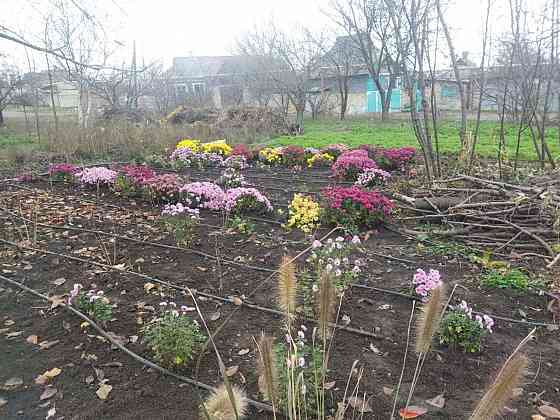 Хризантема мультифлора шаровидная Донецк