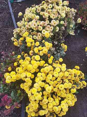 Хризантема мультифлора шаровидная Донецк