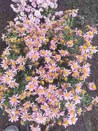 Хризантема мультифлора шаровидная Донецк