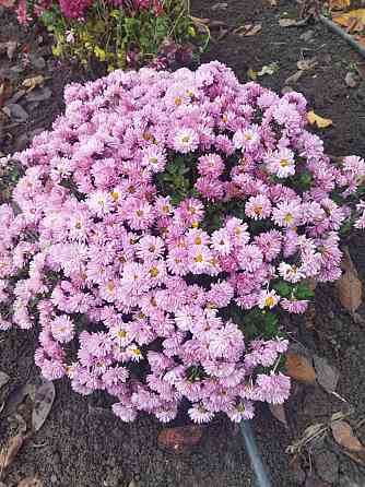 Хризантема мультифлора шаровидная Донецк