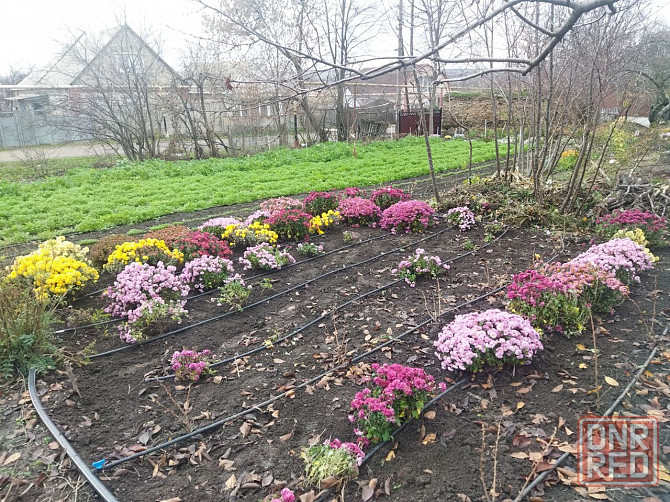 Хризантема мультифлора шаровидная Донецк - изображение 7