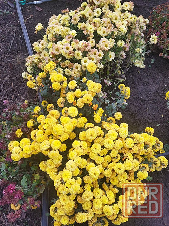 Хризантема мультифлора шаровидная Донецк - изображение 5