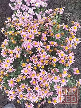 Хризантема мультифлора шаровидная Донецк - изображение 3