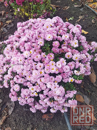 Хризантема мультифлора шаровидная Донецк - изображение 6