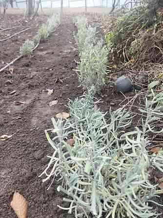 Лаванда Донецк