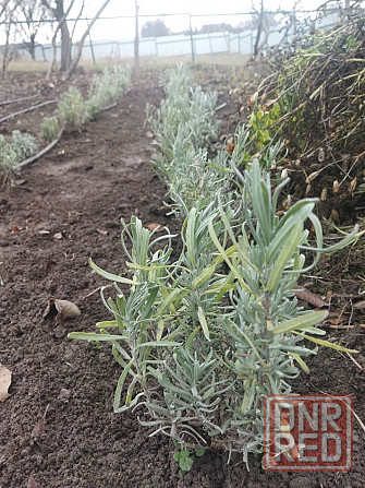 Лаванда Донецк - изображение 1