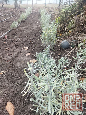 Лаванда Донецк - изображение 2