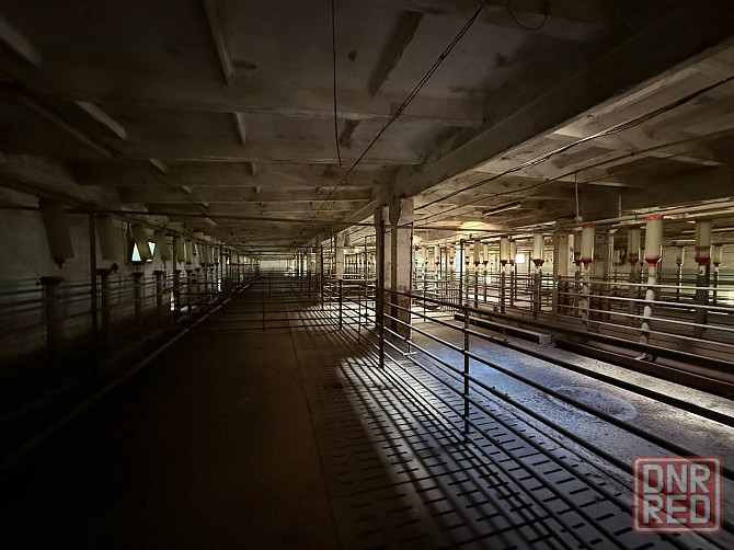 Продажа свинокомплекс полного цикла Донецк - изображение 5