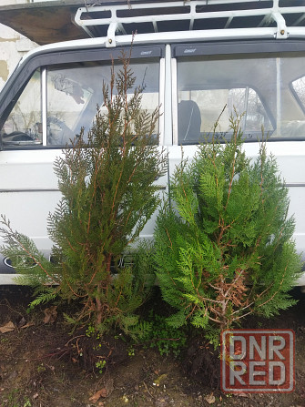 Туя 600 р. Донецк - изображение 1