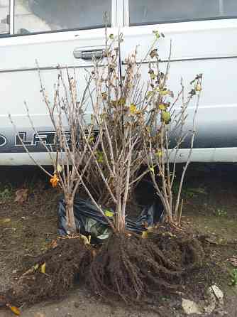 Смородина 250 р Донецк