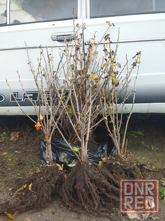 Смородина 250 р Донецк - изображение 1