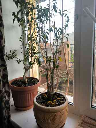 Комнатное растение Донецк