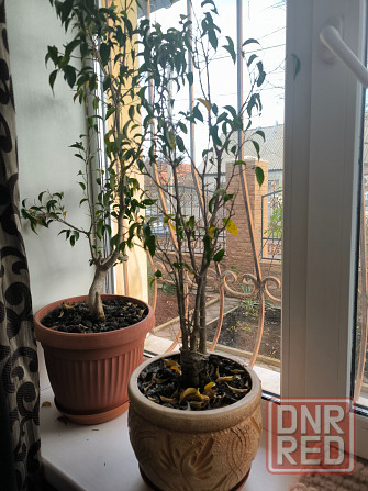 Комнатное растение Донецк - изображение 1