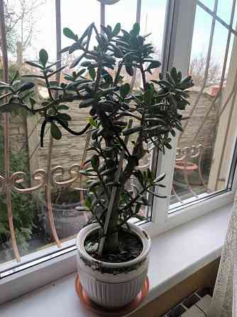 Растение денежное дерево Донецк