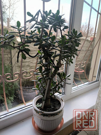 Растение денежное дерево Донецк - изображение 1