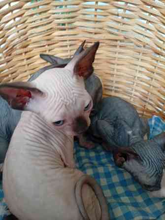 Продажа котят Макеевка