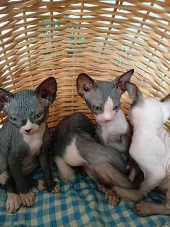 Продажа котят Макеевка