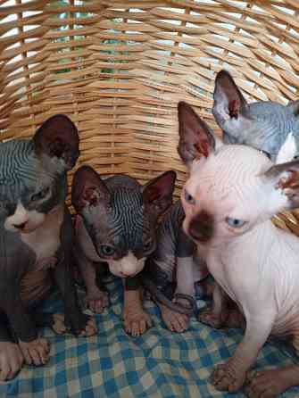 Продажа котят Макеевка