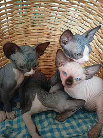 Продажа котят Макеевка