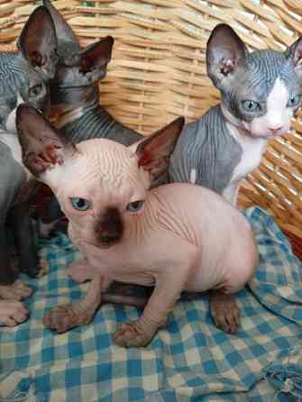 Продажа котят Макеевка