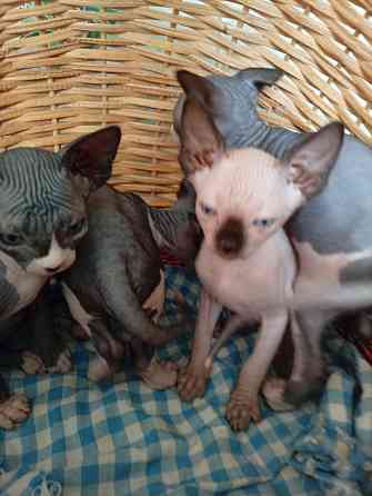 Продажа котят Макеевка