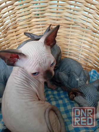 Продажа котят Макеевка - изображение 1