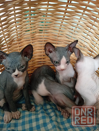 Продажа котят Макеевка - изображение 2