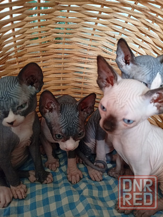 Продажа котят Макеевка - изображение 3