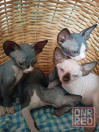 Продажа котят Макеевка - изображение 4