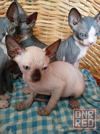 Продажа котят Макеевка - изображение 5