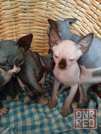 Продажа котят Макеевка - изображение 6