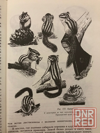 Книга Следы в природе. 1990 год. Донецк - изображение 5