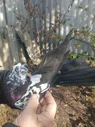 Продам Николаевских голубей Донецк