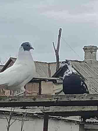 Продам Николаевских голубей Донецк