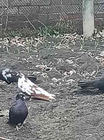 Продам Николаевских голубей Донецк